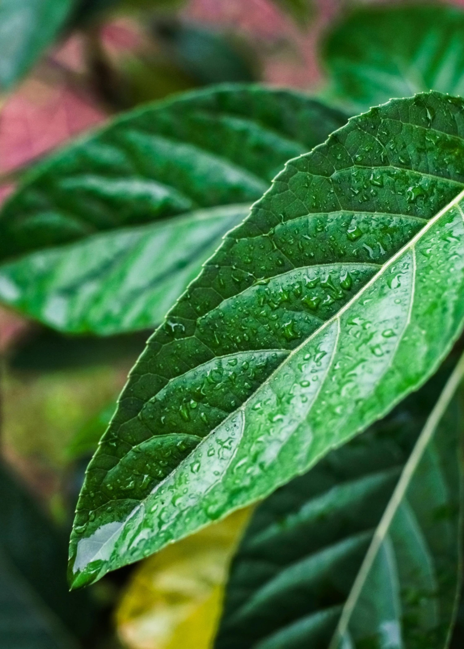 Sow Exotic Bitter Leaf Tree (Gymnanthemum Extensum) 7 Sow Exotic Bitter Leaf Tree (Gymnanthemum Extensum)