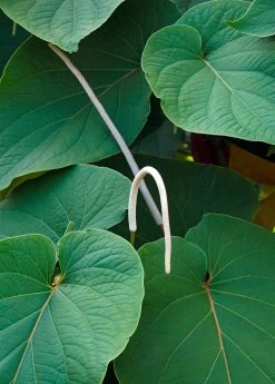 Sow Exotic Medicinal & Culinary Herbs Hoja Santa (Piper Auritum)