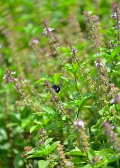Sow Exotic Medicinal & Culinary Herbs Tulsi 'Rama' (Ocimum Sanctum)