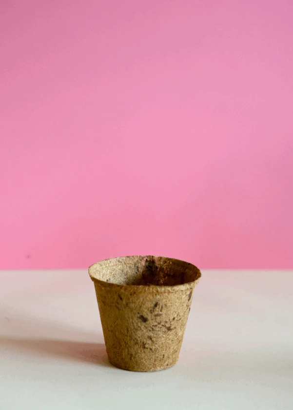 Sow Exotic Biodegradable Coconut Planters 1 Sow Exotic Biodegradable Coconut Planters