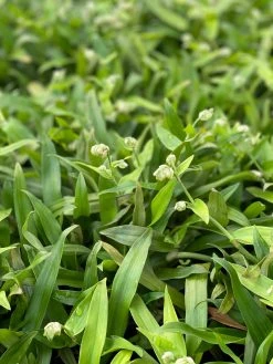 Sow Exotic Medicinal & Culinary Herbs Beijing Grass (Murdannia Loriformis) 6 Sow Exotic Medicinal & Culinary Herbs Beijing Grass (Murdannia Loriformis)