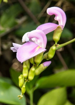 Sow Exotic Jackbean (Canavalia Ensiformis) Rare Fruiting Plants