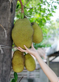 Sow Exotic Tropical Fruit & Spice Trees Jackfruit Seedling (Artocarpus Heterophyllus)