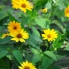 Sow Exotic Rare Fruiting Plants Jerusalem Artichoke (Helianthus Tubersosus)