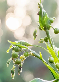 Sow Exotic Job's Tears (Coix Lacryma-jobi)