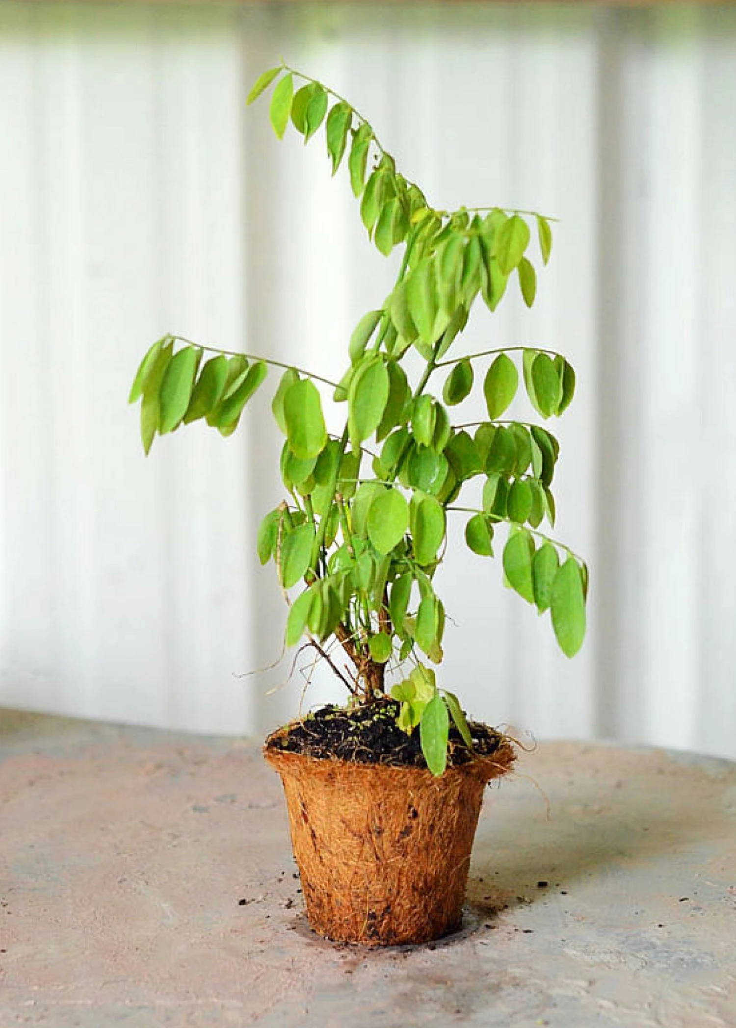 Sow Exotic Katuk (Sauropus Androgynus) Medicinal & Culinary Herbs 2 Sow Exotic Katuk (Sauropus Androgynus) Medicinal & Culinary Herbs