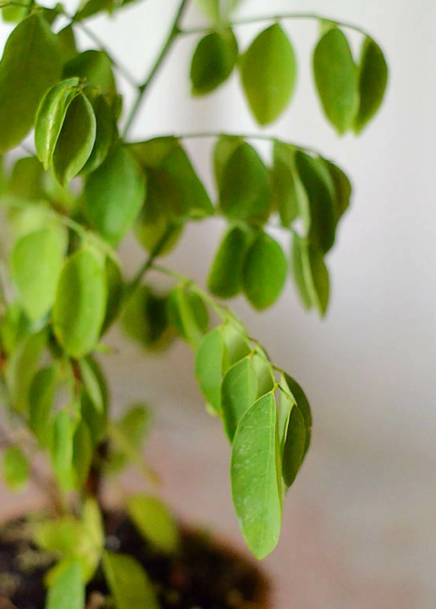 Sow Exotic Katuk (Sauropus Androgynus) Medicinal & Culinary Herbs 3 Sow Exotic Katuk (Sauropus Androgynus) Medicinal & Culinary Herbs