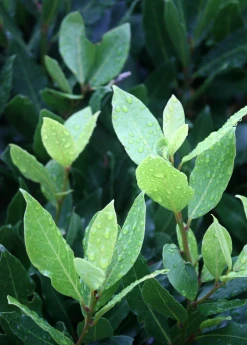 Sow Exotic Tropical Fruit & Spice Trees Bay Leaf, Bay Laurel (Laurus Nobilis)