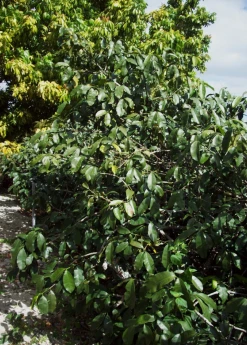 Sow Exotic Tropical Fruit & Spice Trees Lemon Drop Mangosteen (Garcinia Intermedia)