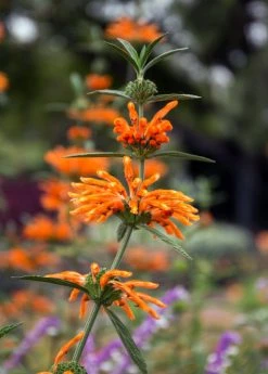 Sow Exotic Medicinal & Culinary Herbs Wild Dagga (Leonotis Leonurus)