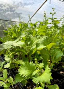 Sow Exotic Medicinal & Culinary Herbs Korean Perilla (Perilla Frutescens)