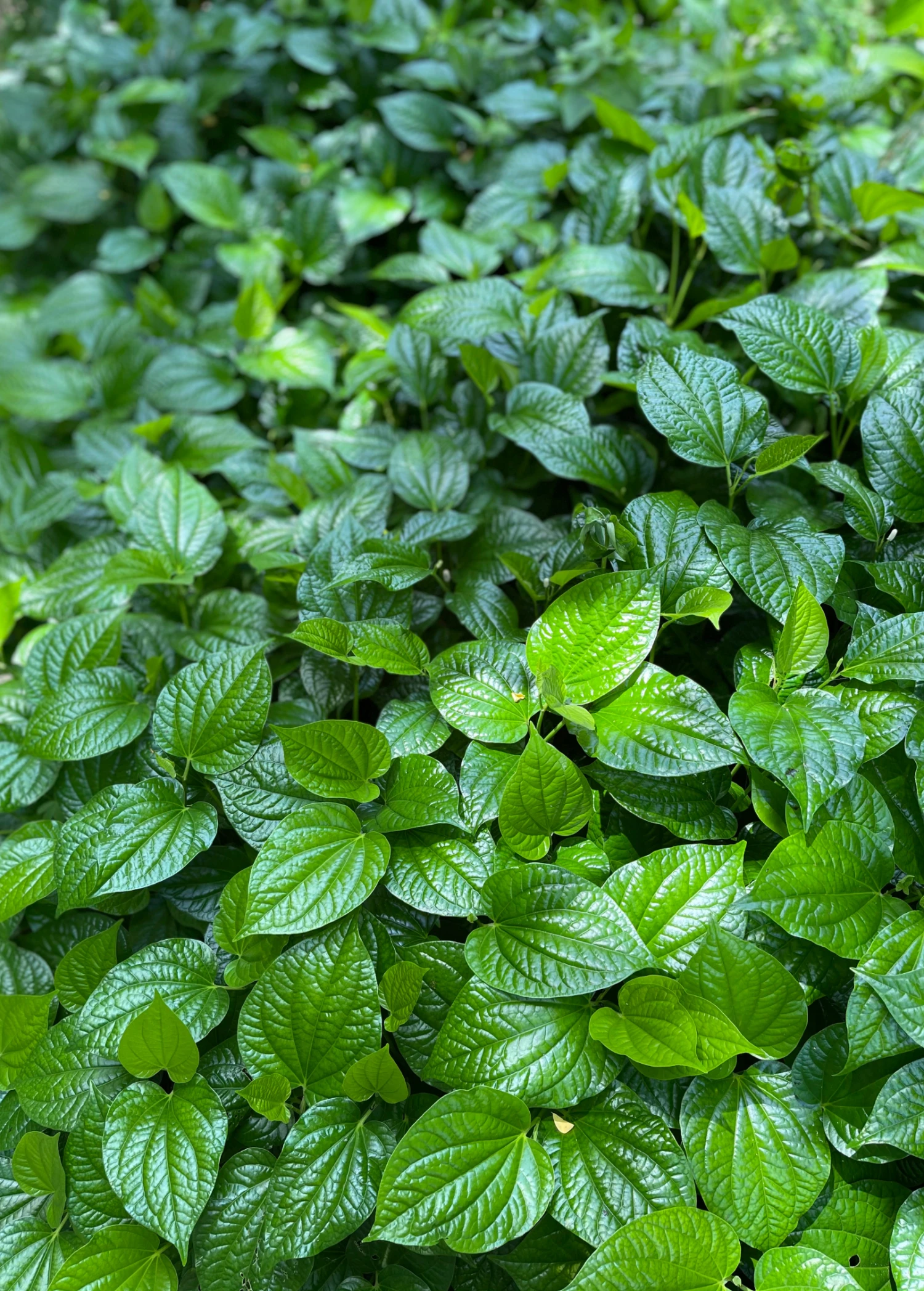 Sow Exotic Lolot (Piper Sarmentosum) Medicinal & Culinary Herbs 1 Sow Exotic Lolot (Piper Sarmentosum) Medicinal & Culinary Herbs