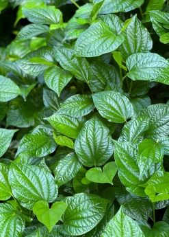 Sow Exotic Lolot (Piper Sarmentosum) Medicinal & Culinary Herbs 7 Sow Exotic Lolot (Piper Sarmentosum) Medicinal & Culinary Herbs