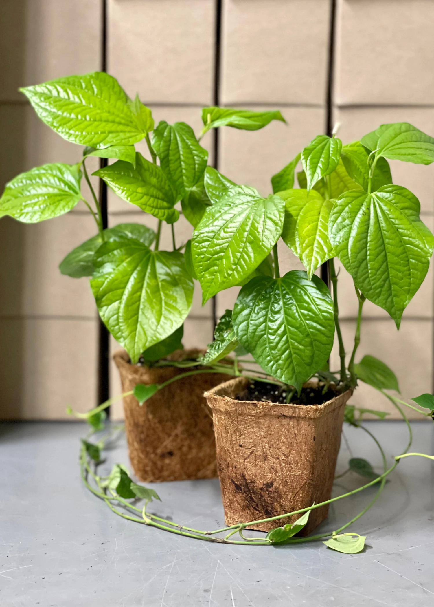 Sow Exotic Lolot (Piper Sarmentosum) Medicinal & Culinary Herbs 2 Sow Exotic Lolot (Piper Sarmentosum) Medicinal & Culinary Herbs