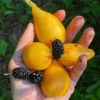 Sow Exotic Loquat Seedling (Eriobotrya Japonica) Tropical Fruit & Spice Trees