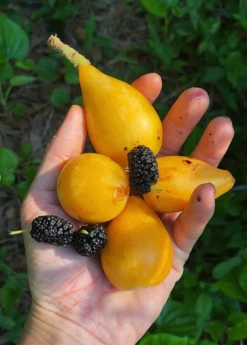 Sow Exotic Tropical Fruit & Spice Trees Loquat 'Christmas' (Eriobotrya Japonica)