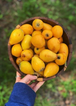 Sow Exotic Tropical Fruit & Spice Trees Loquat 'Christmas' (Eriobotrya Japonica)