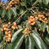 Sow Exotic Lotus Plum (Diospyros Lotus) Tropical Fruit & Spice Trees