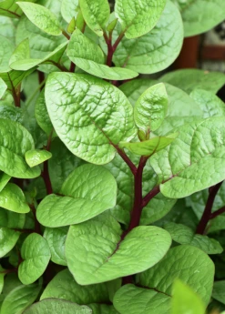 Sow Exotic Medicinal & Culinary Herbs Malabar Spinach (Basella Alba)