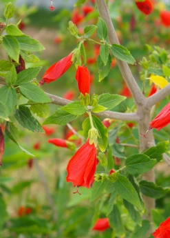 Sow Exotic Turk's Cap (Malvaviscus Arboreus)
