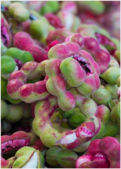 Sow Exotic Manila Tamarind, Camachile (Pithecellobium Dulce) Tropical Fruit & Spice Trees