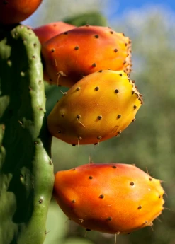 Sow Exotic Prickly Pear (Opuntia Ficus-indica) Rare Fruiting Plants