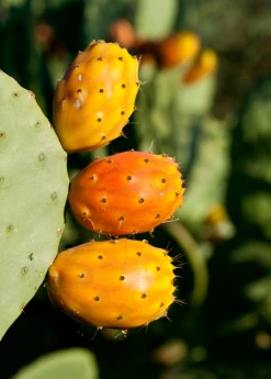 Sow Exotic Prickly Pear (Opuntia Ficus-indica) Rare Fruiting Plants