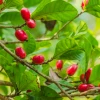 Sow Exotic Miracle Fruit (Synsepalum Dulcificum)