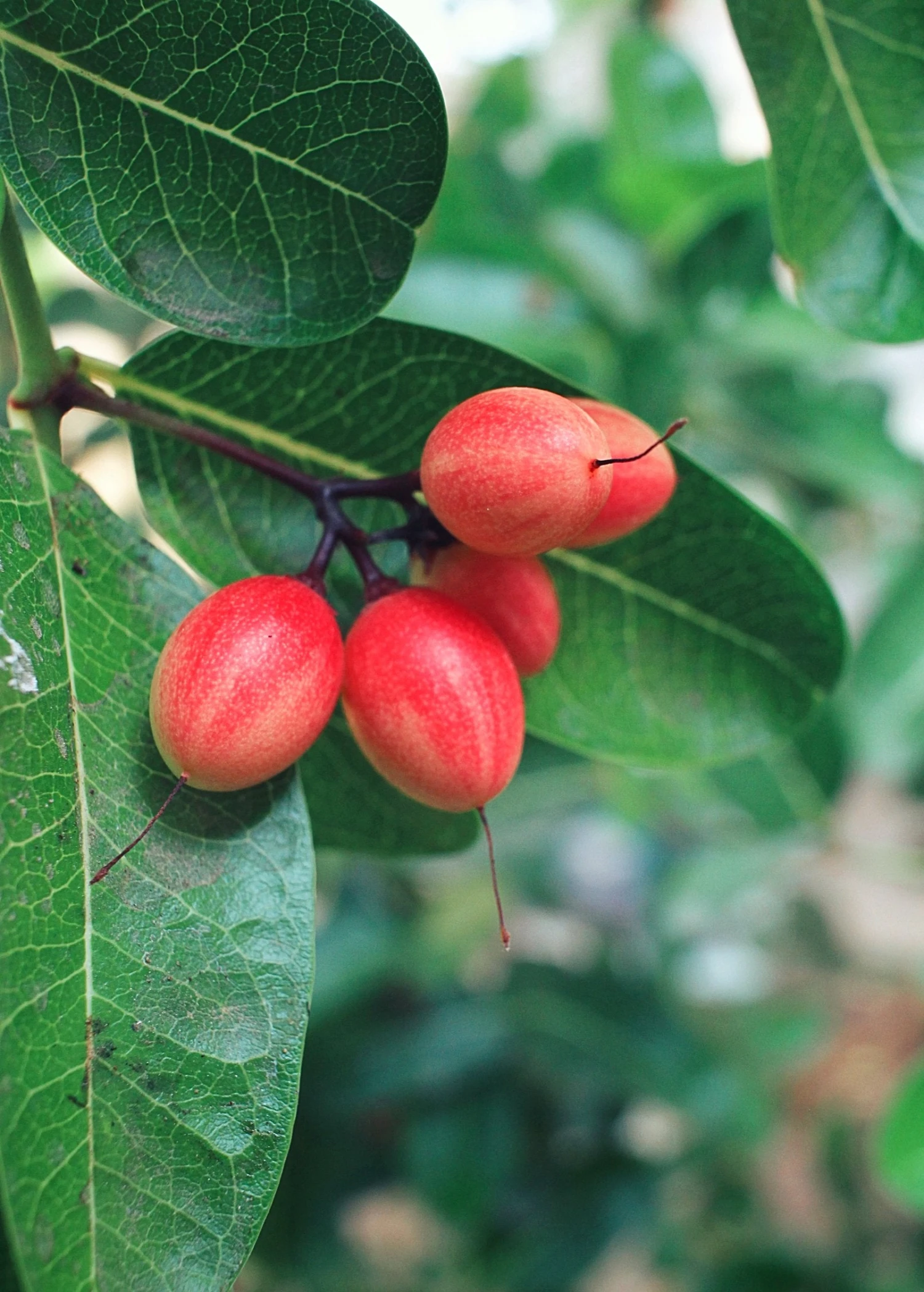 Sow Exotic Miracle Fruit (Synsepalum Dulcificum) 2 Sow Exotic Miracle Fruit (Synsepalum Dulcificum)