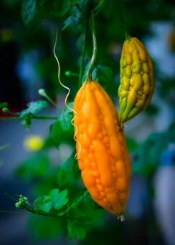 Sow Exotic Bitter Melon, Chinese (Momordica Charantia)