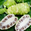 Sow Exotic Noni (Morinda Citrifolia) Tropical Fruit & Spice Trees