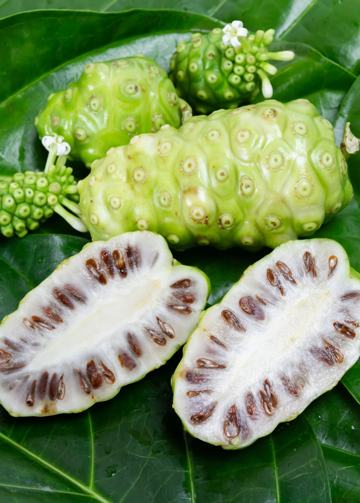 Sow Exotic Noni (Morinda Citrifolia) Tropical Fruit & Spice Trees 1 Sow Exotic Noni (Morinda Citrifolia) Tropical Fruit & Spice Trees