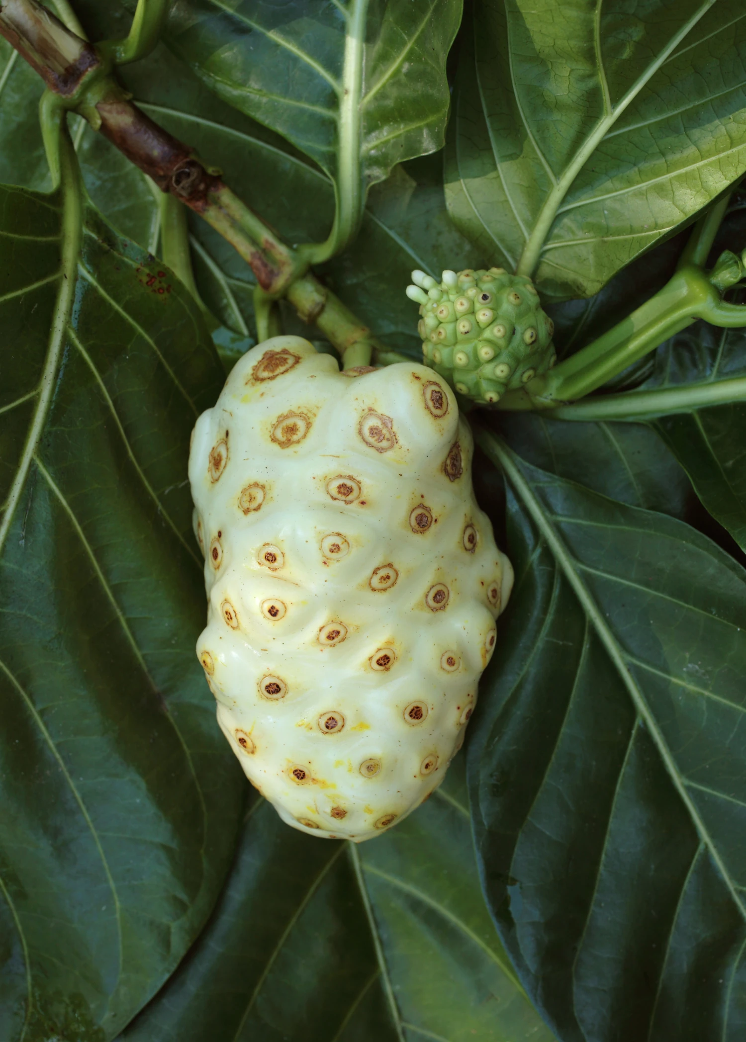 Sow Exotic Noni (Morinda Citrifolia) Tropical Fruit & Spice Trees 3 Sow Exotic Noni (Morinda Citrifolia) Tropical Fruit & Spice Trees