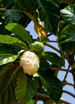 Sow Exotic Noni (Morinda Citrifolia) Tropical Fruit & Spice Trees 11 Sow Exotic Noni (Morinda Citrifolia) Tropical Fruit & Spice Trees