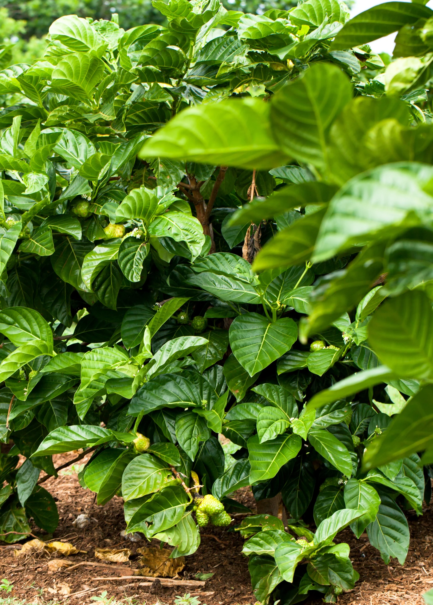 Sow Exotic Noni (Morinda Citrifolia) Tropical Fruit & Spice Trees 7 Sow Exotic Noni (Morinda Citrifolia) Tropical Fruit & Spice Trees