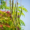 Sow Exotic Moringa (Moringa Oleifera) Medicinal & Culinary Herbs