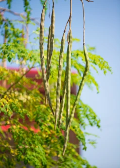 Sow Exotic Moringa (Moringa Oleifera) Medicinal & Culinary Herbs