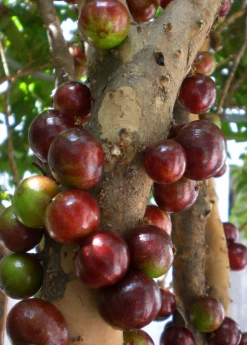 Sow Exotic Jabuticaba, Red (Myrciaria Plinia Cauliflora X Aureana)