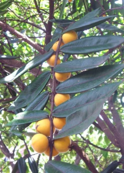 Sow Exotic Yellow Jaboticaba (Myrciaria Glazioviana Cabeluda) Tropical Fruit & Spice Trees