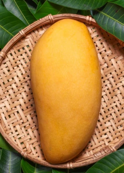 Sow Exotic Mango 'Nam Doc Mai' (Mangifera Indica) Tropical Fruit & Spice Trees