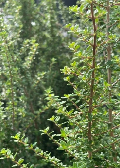 Sow Exotic Moujean Tea, Bahama Berry (Nashia Inaguensis) Medicinal & Culinary Herbs