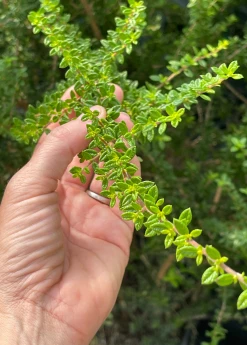 Sow Exotic Moujean Tea, Bahama Berry (Nashia Inaguensis) Medicinal & Culinary Herbs