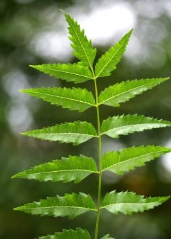 Sow Exotic Medicinal & Culinary Herbs Neem Tree (Azadirachta Indica) 8 Sow Exotic Medicinal & Culinary Herbs Neem Tree (Azadirachta Indica)