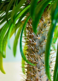 Sow Exotic Madagascar Spiny Palm (Pachypodium Lamerei) New Arrivals
