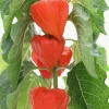 Sow Exotic Rare Fruiting Plants Japanese Lanterns (Physalis Alkekengi)