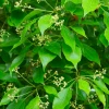 Sow Exotic Camphor (Cinnamomum Camphora) Rare Fruiting Plants