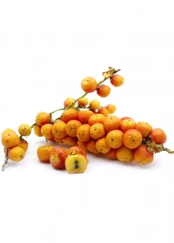 Sow Exotic Jelly Palm (Butia Capitata) 5 Sow Exotic Jelly Palm (Butia Capitata)