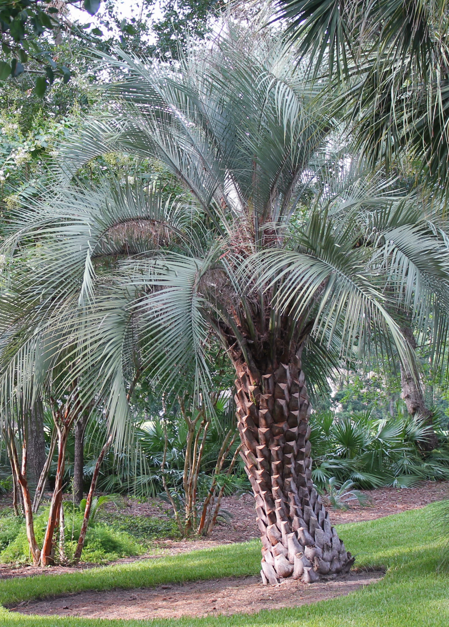Sow Exotic Jelly Palm (Butia Capitata) 2 Sow Exotic Jelly Palm (Butia Capitata)