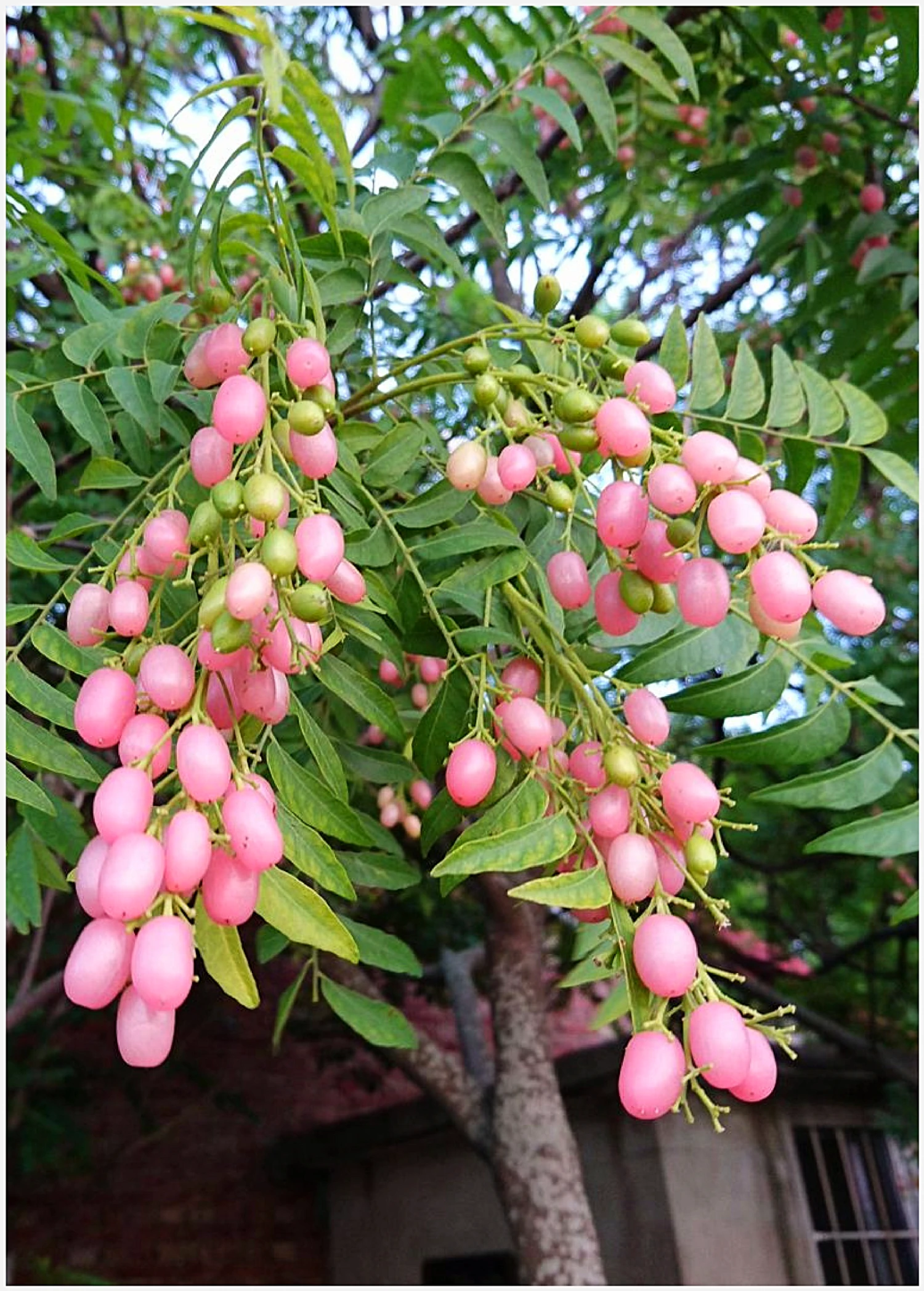 Sow Exotic Pink Wampee (Clausena Excavata) Tropical Fruit & Spice Trees 5 Sow Exotic Pink Wampee (Clausena Excavata) Tropical Fruit & Spice Trees