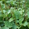 Sow Exotic Sweet Plantain Herb, Broadleaf (Plantago Major) Medicinal & Culinary Herbs